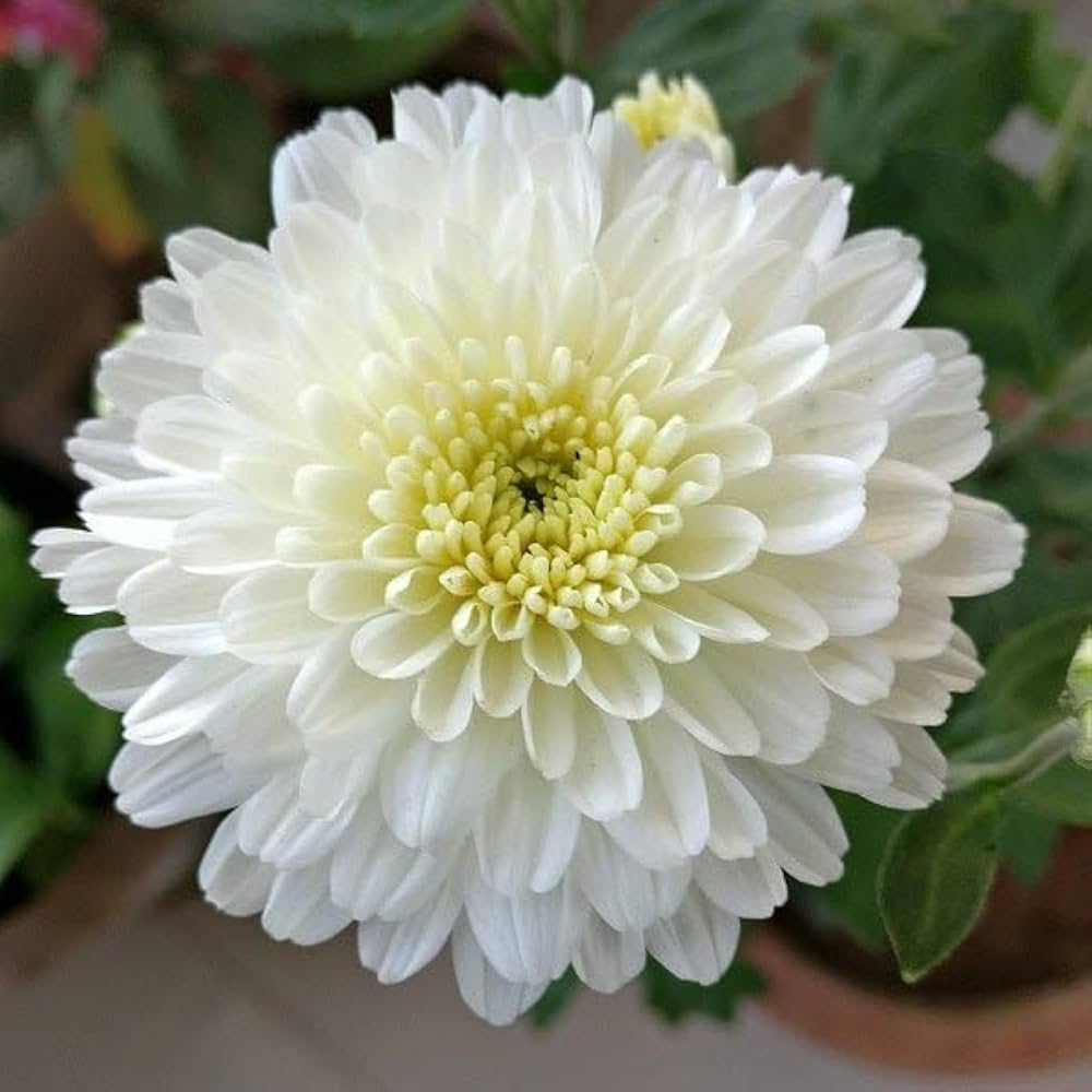 White Chrysanthemum Flower seeds for Planting - Cut Flower Favorite, Heirloom & GMO Free Seeds for Home Garden