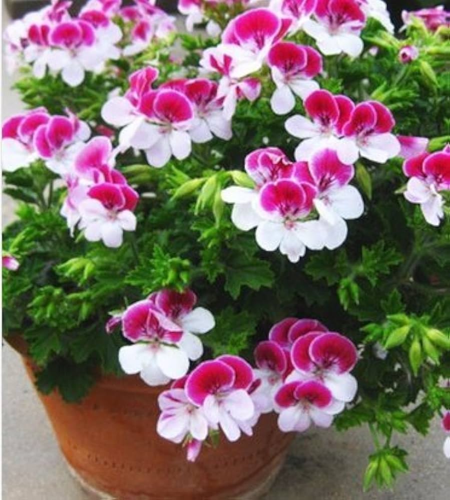 Pink White Univalve Flower seeds for Planting - Easy to Grow, Heirloom & GMO Free Seeds for Home Garden