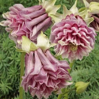 Pink White Petticoat Flower seeds for Planting - Garden Favorite, Heirloom & GMO Free Seeds for Home Garden