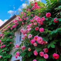 Pink Climbing Rose Flower Seeds Creeper Pink Rose Seeds Flower Seeds Flower seeds for Planting Pollinator Friendly Heirloom GMO Free Seeds for garden