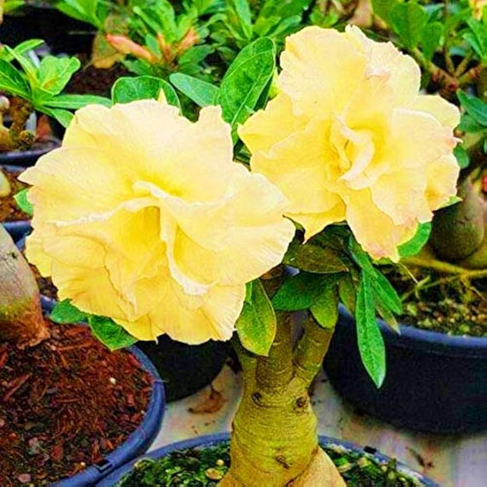 Yellow Adenium Obesum Flower Seeds for Planting Compact Growth Heirloom & GMO Free Seeds for Home Garden
 
 Sale
