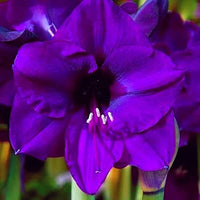 Lavender Amaryllis Flower Seeds for Planting Garden Favorite Heirloom & GMO Free Seeds for Home Garden
 
 Sale