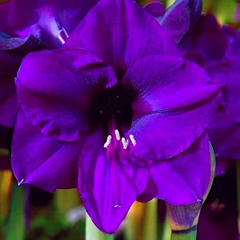 Purple Echte Amaryllis Seeds for Planting  Stunning Perennial Blooms