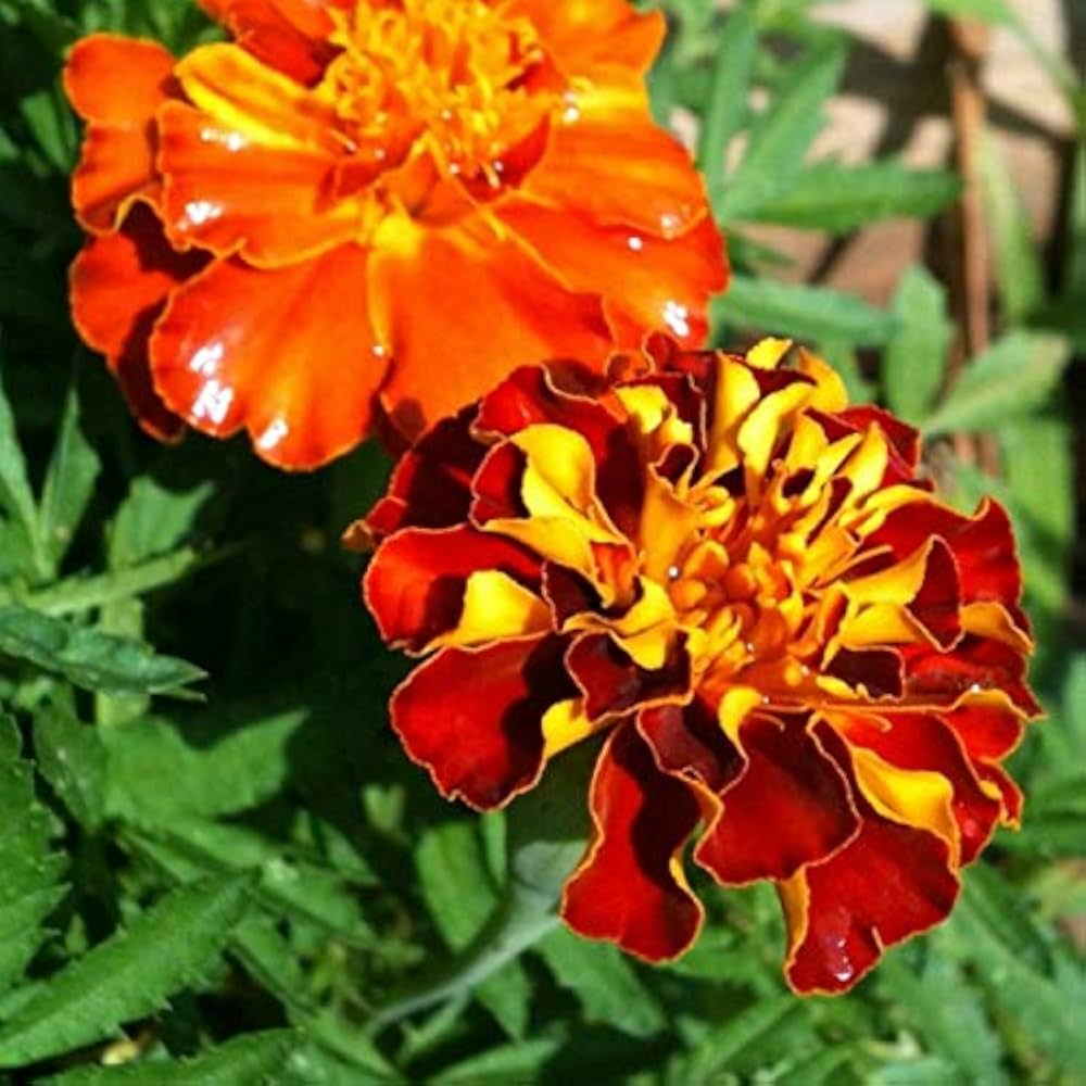 Marigold Red Marietta Flower Planting Seeds - Vibrant Garden Blooms for Colorful Landscapes