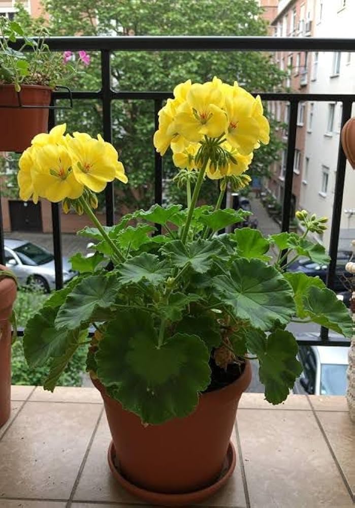 Yellow Geranium Flower seeds for Planting - Cottage Garden Essential, Heirloom & GMO Free Seeds for Home Garden