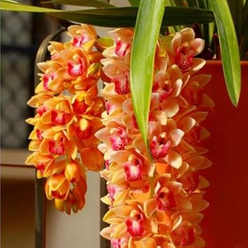 Rose Cymbidium Maxillaria Flower Seeds for Planting Bright Blooms Heirloom & GMO Free Seeds for Home Garden
 
 Sale