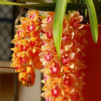 Rose Cymbidium Maxillaria Flower Seeds for Planting Bright Blooms Heirloom & GMO Free Seeds for Home Garden
 
 Sale