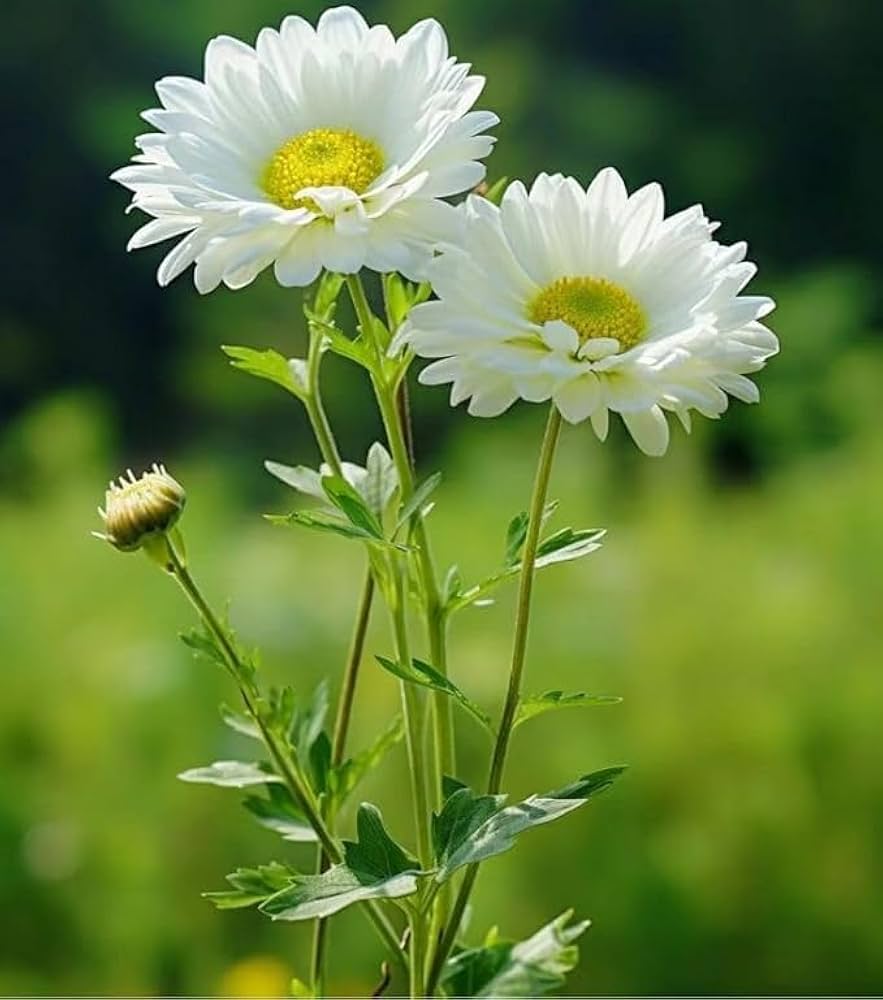 Crisantemo Flower seeds for Planting Seasonal Bloomer Heirloom & GMO Free Seeds for Home Garden
 
 Sale