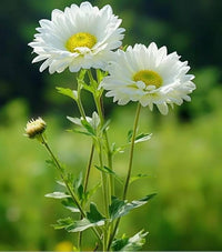 Crisantemo Flower seeds for Planting Seasonal Bloomer Heirloom & GMO Free Seeds for Home Garden
 
 Sale