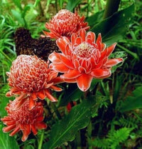 Pink Etlingera Flower seeds for Planting - Easy to Grow, Heirloom & GMO Free Seeds for Home Garden