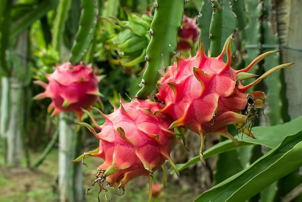 Pink Pitaya Seeds for Planting  Grow Your Own Delicious Dragon Fruit