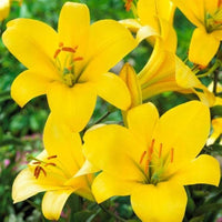 Yellow Hemerocallis Flower Seeds for Planting Wildflower Mix Heirloom & GMO Free Seeds for Home Garden
 
 Sale