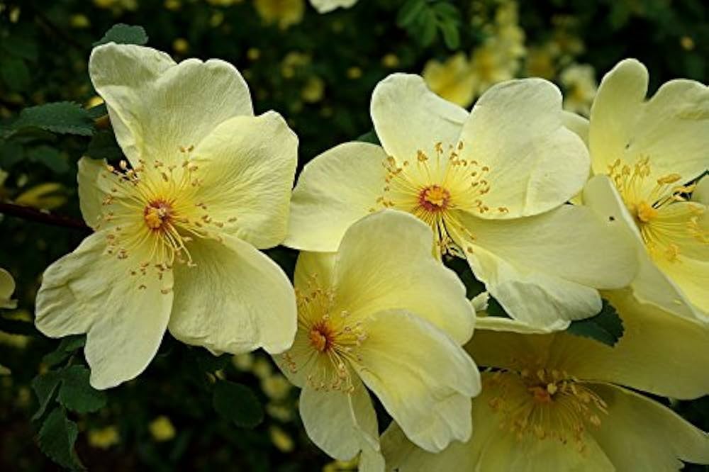 Cream Rosa Xanthina Flower Seeds for Planting Wildflower Mix Heirloom & GMO Free Seeds for Home Garden
 
 Sale