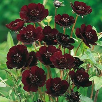 Chocolate Clematis Flower seeds for Planting - Bright Blooms, Heirloom & GMO Free Seeds for Home Garden
 
 Sale seeds for planting in home garden