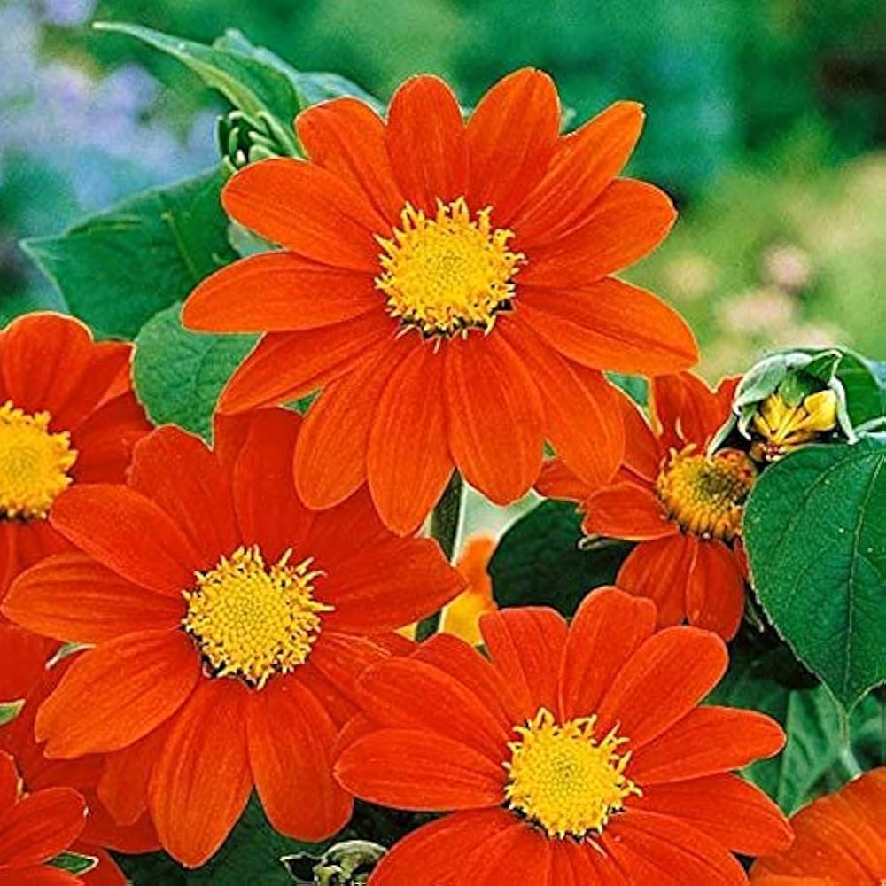 Mexican Flower seeds for Planting Seasonal Bloomer Heirloom & GMO Free Seeds for Home Garden