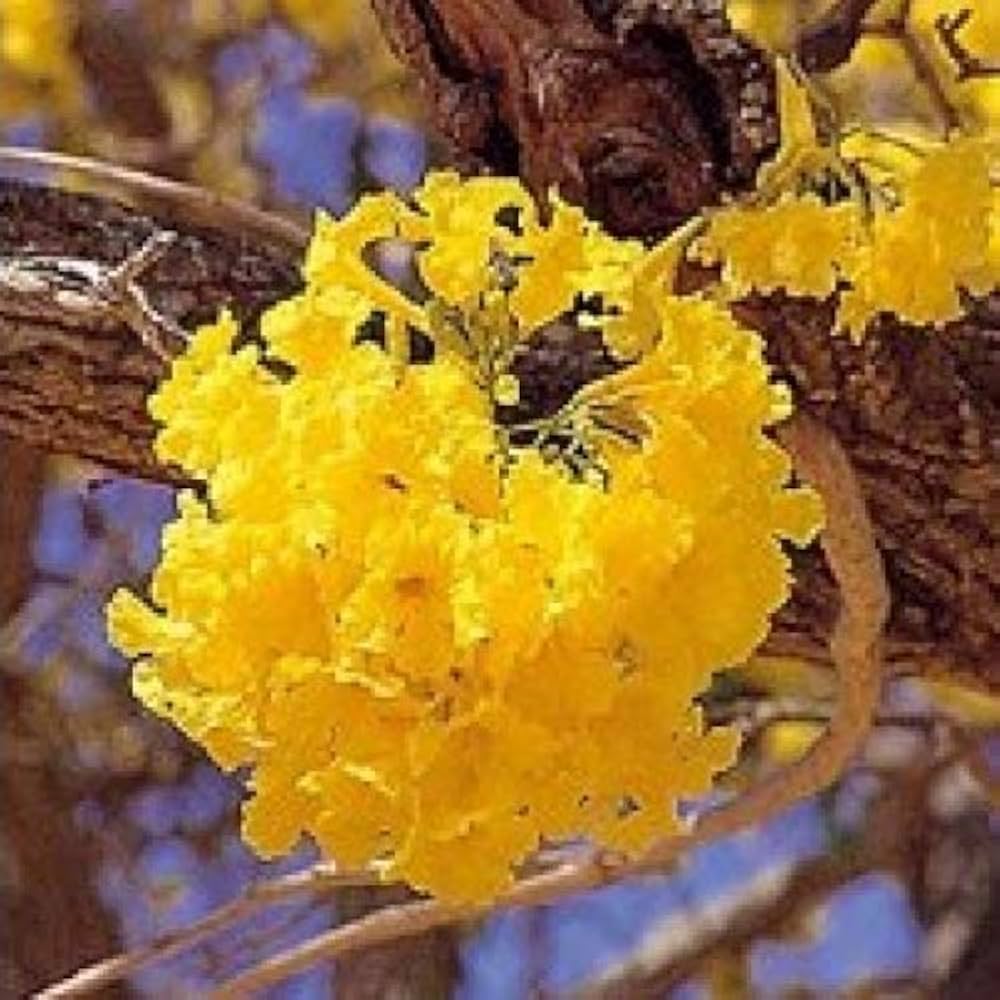 Tabebuia Chrysantha Yellow Flower Seeds – Trumpet Tree Blooms