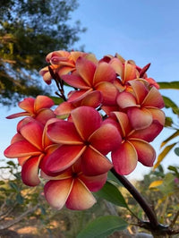 Rubra Flower seeds for Planting - Premium Quality, Heirloom & GMO Free Seeds for Home Garden
 
 Sale seeds for home garden