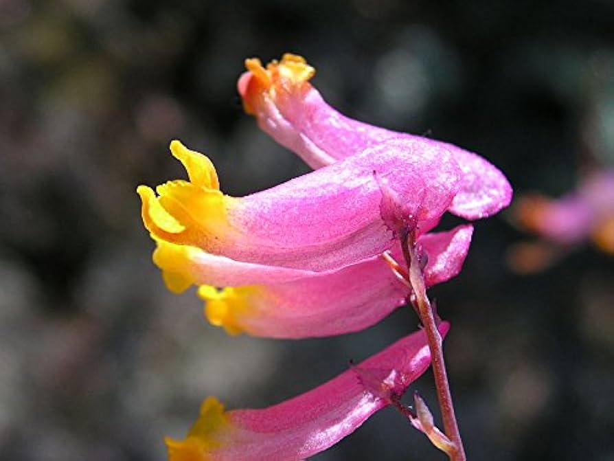 Pink Rock Harlequin Flower seeds for Planting Seasonal Bloomer Heirloom & GMO Free Seeds for Home Garden 
 
 Sale