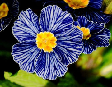 Blue Zebra Primula Flower Seeds for Simple Planting