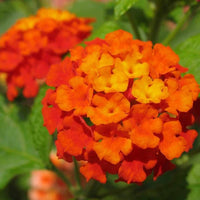 Orange Lantana Flower Seeds for Planting Colorful Display Heirloom & GMO Free Seeds for Home Garden
 
 Sale