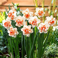 Narciso Flower seeds for Planting - Premium Quality, Heirloom & GMO Free Seeds for Home Garden
 
 Sale seeds for home garden