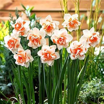 Narciso Flower seeds for Planting - Premium Quality, Heirloom & GMO Free Seeds for Home Garden
 
 Sale seeds for home garden