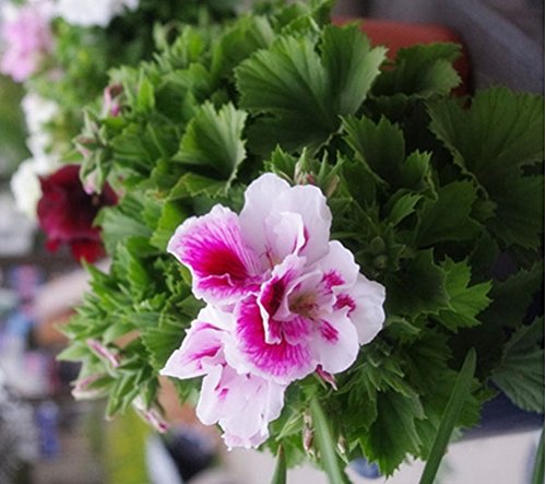Pink White Univalve Flower seeds for Planting - Easy to Grow, Heirloom & GMO Free Seeds for Home Garden