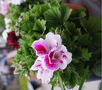 Pink White Univalve Flower seeds for Planting - Easy to Grow, Heirloom & GMO Free Seeds for Home Garden