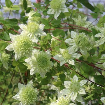 Green Clematis Flower Seeds for Garden Colorful Display Heirloom & GMO Free Seeds for Home Garden
 
 Sale