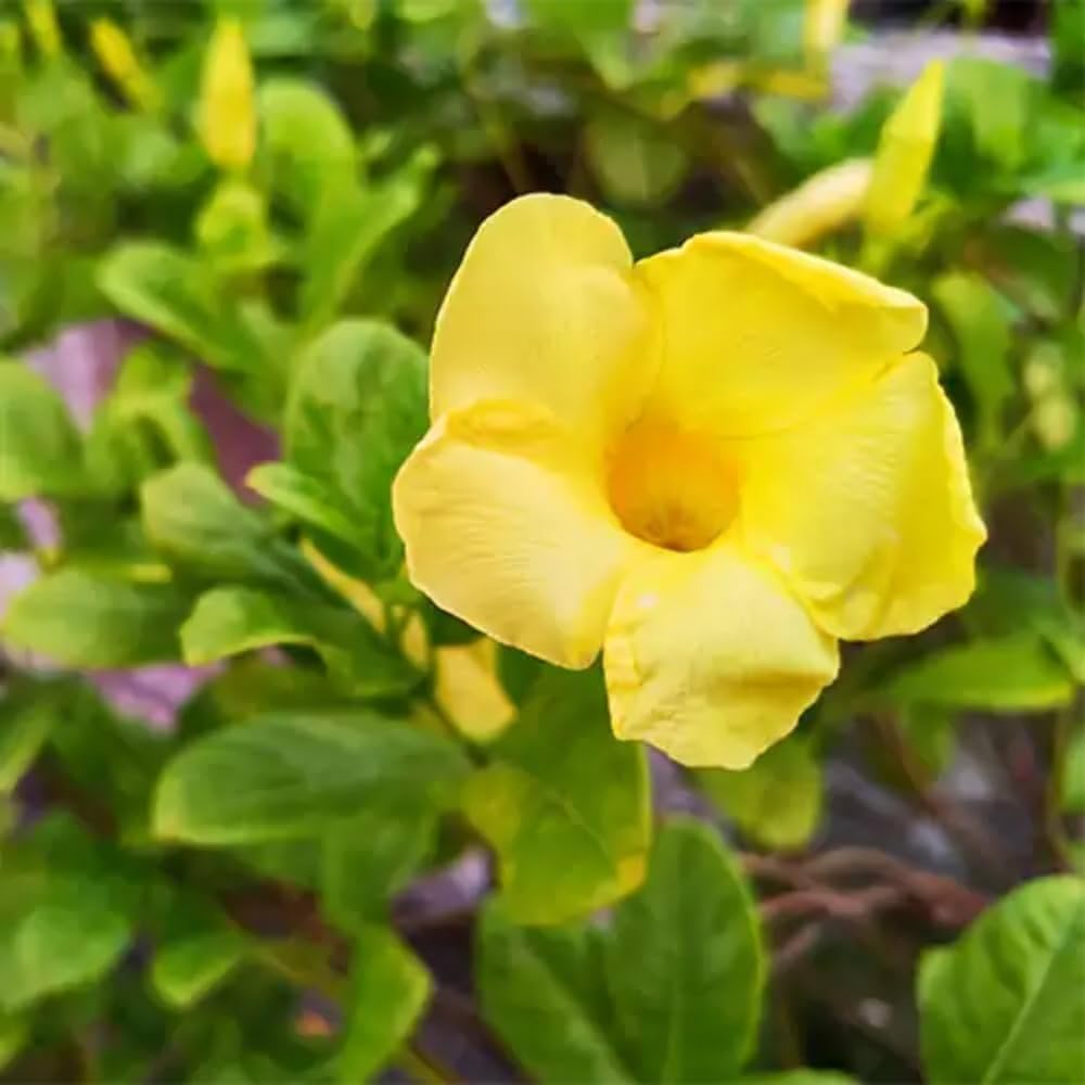 Pentalinon Luteum Flower seeds for Planting Hardy Variety Heirloom & GMO Free Seeds for Home Garden