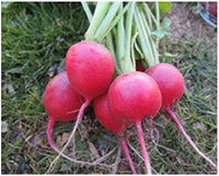 Red Turnip Seeds for Your Vegetable Garden