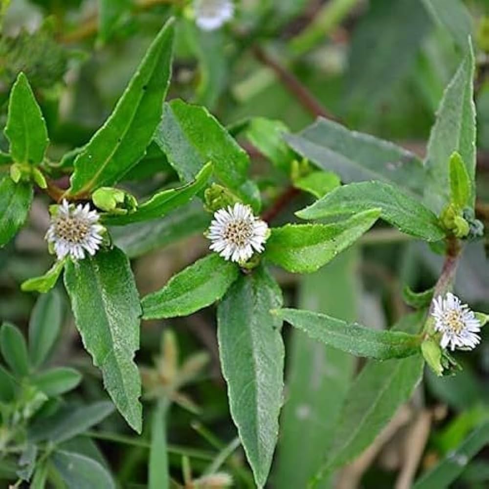 Bhringraj Flower seeds for Planting - Bright Blooms, Heirloom & GMO Free Seeds for Home Garden
