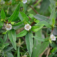 Bhringraj Flower seeds for Planting - Bright Blooms, Heirloom & GMO Free Seeds for Home Garden