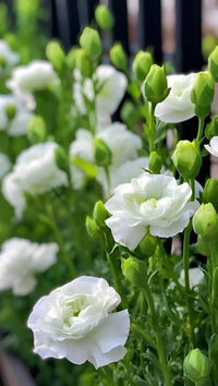 White Lisianthus Echo Flower seeds for Planting, Premium Quality Heirloom & GMO Free Seeds for Home Garden