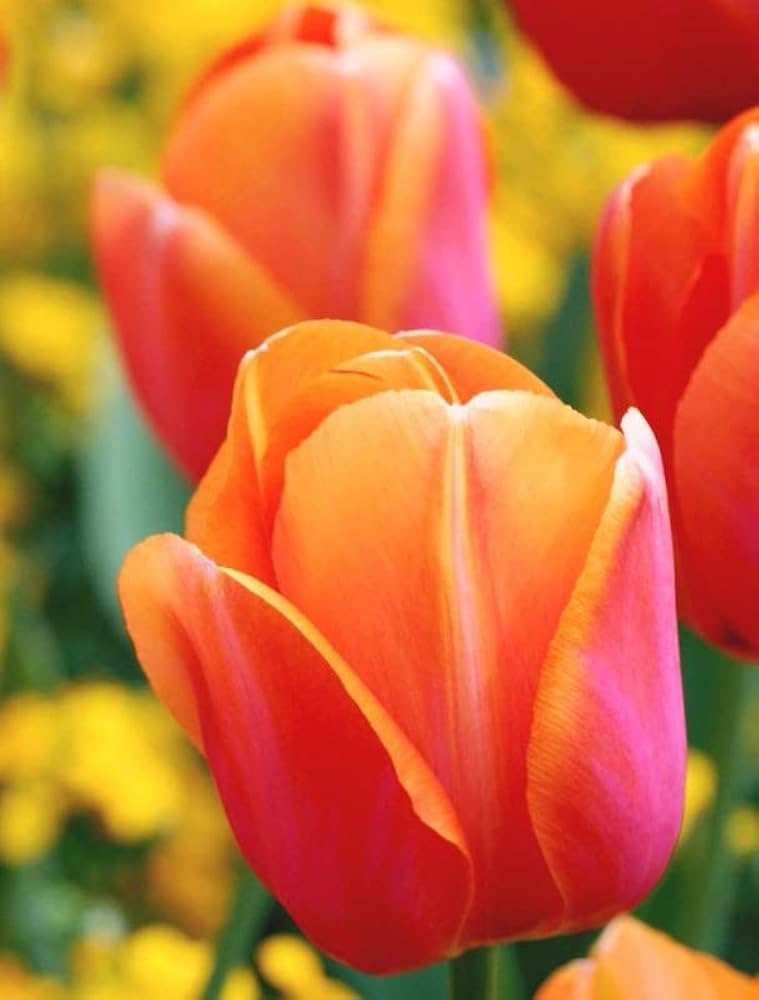 Red Orange Tulip Flower Seeds – Premium Quality Heirloom & NonGMO for Home Garden
 
 Sale