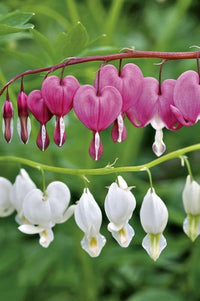 MultiColor Heart Flower Seeds for Planting Shade Tolerant Heirloom & GMO Free Seeds for Home Garden
 
 Sale