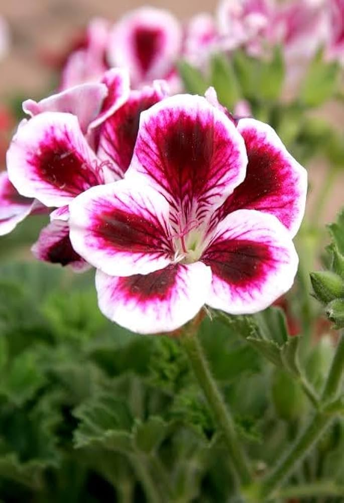 Geranium pelargonium flower seeds for home garden planting