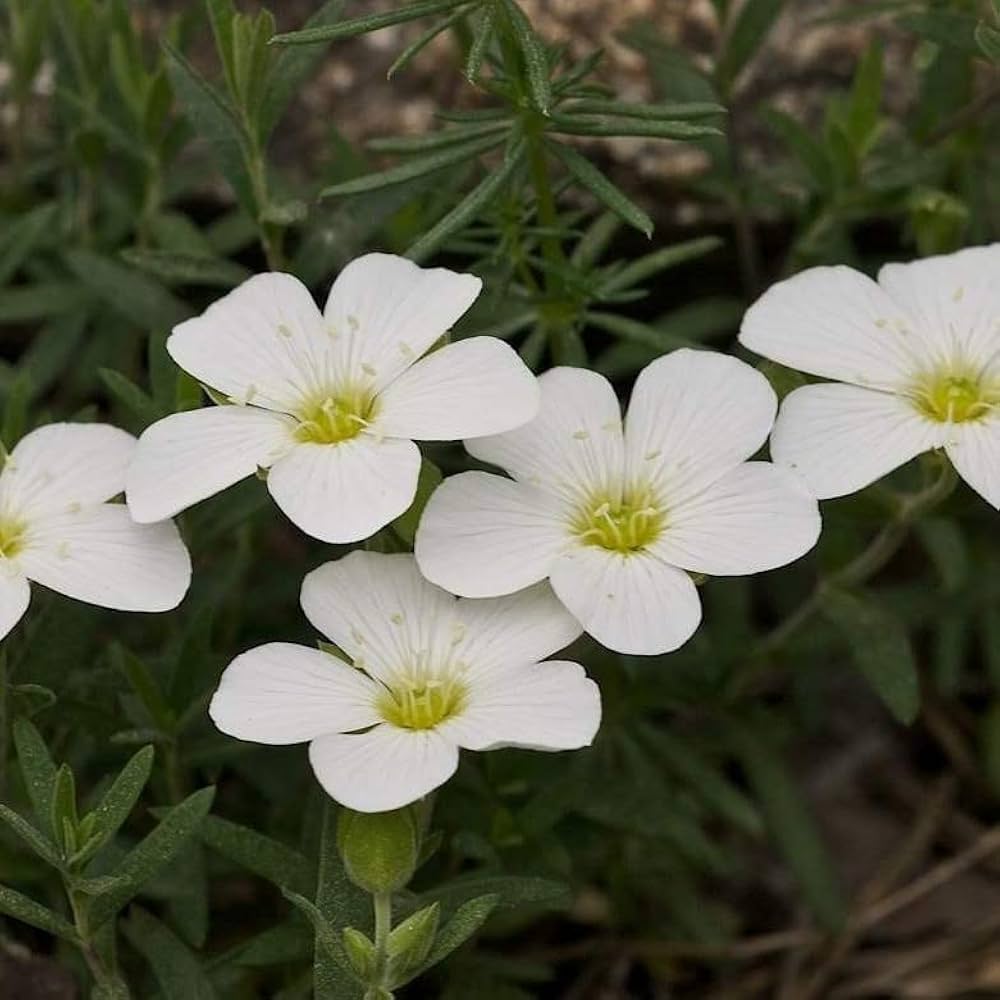 White Blush Saxifraga Flower seeds for Planting - Seasonal Bloomer, Heirloom & GMO Free Seeds for Home Garden