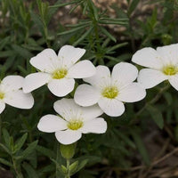 White Blush Saxifraga Flower seeds for Planting - Seasonal Bloomer, Heirloom & GMO Free Seeds for Home Garden