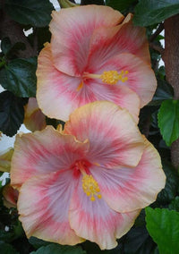 Peach Hibiscus Flower seeds for Planting Wildflower Mix Heirloom & GMO Free Seeds for Home Garden