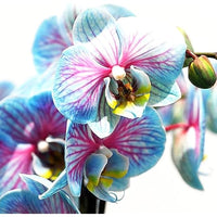 Blue Pink Orchid Flower Seeds for Planting Perfect for Borders Heirloom & GMO Free Seeds for Home Garden
 
 Sale