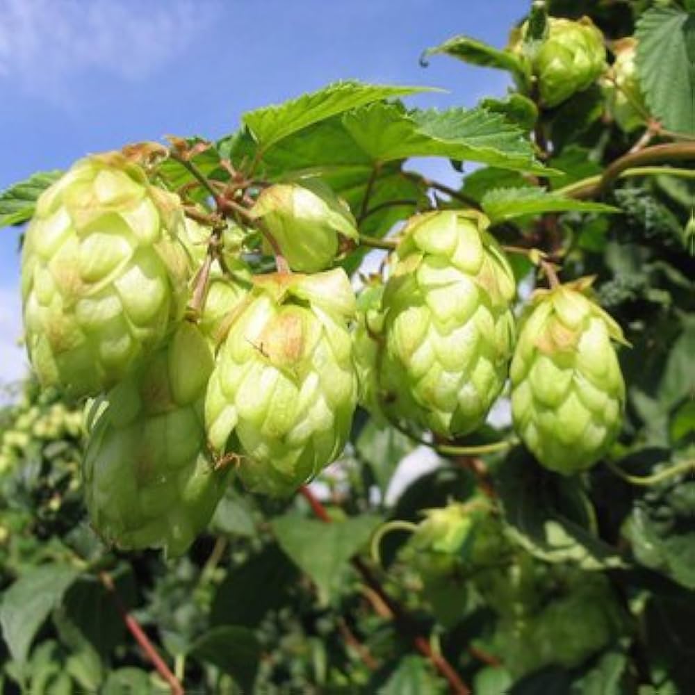 Green Humulus Lupulus Flower seeds for Planting - Seasonal Bloomer, Heirloom & GMO Free Seeds for Home Garden