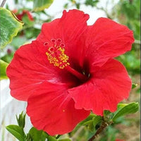 Red Hibiscus Flower Seeds for Planting Cottage Garden Essential Heirloom & GMO Free Seeds for Home Garden
 
 Sale