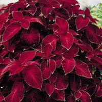 Burgundy Coleus Flower seeds for Planting Long Bloom Season Heirloom & GMO Free Seeds for Home Garden 
 
 Sale