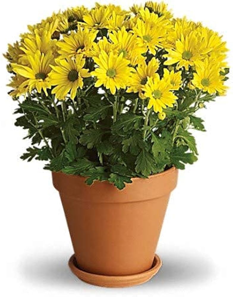 Aster Flower Seeds for Planting - Vibrant Yellow-Green Blooms for Stunning Garden Arrangements