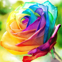 MultiColor Rose Flower seeds for Planting Premium Quality Heirloom & GMO Free Seeds for Home Garden
 
 Sale