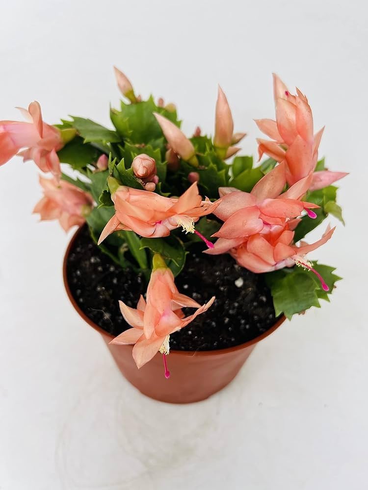 Orange Schlumbergera Flower Planting Seeds - Brighten Your Garden with Stunning Blooms