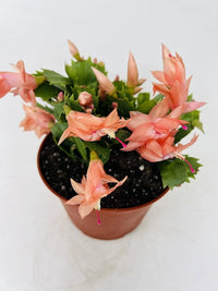 Orange Schlumbergera Flower Planting Seeds - Brighten Your Garden with Stunning Blooms