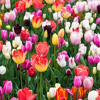 Rainbow Tulip Flower seeds for Planting Premium Quality Heirloom & GMO Free Seeds for Home Garden
