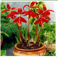 Sprekelia Flower seeds for Planting - Perfect for Borders, Heirloom & GMO Free Seeds for Home Garden